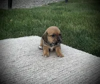 Shane, a male Puggle for sale in Baltic, OH – 1 of 6