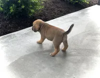 Harrison, a male Puggle for sale in Baltic, OH – 3 of 7