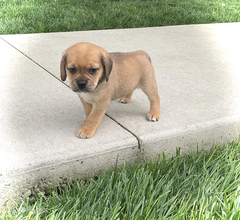 Hoover – Puggle puppy for sale in Baltic, OH