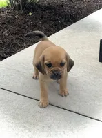Heidi , a female Puggle for sale in Baltic, OH – 3 of 8
