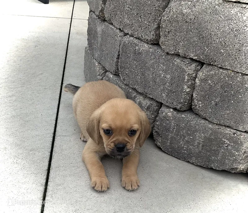 Haley – Puggle puppy for sale in Baltic, OH