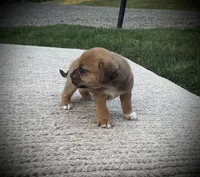 Scarlet , a female Puggle for sale in Baltic, OH – 4 of 6