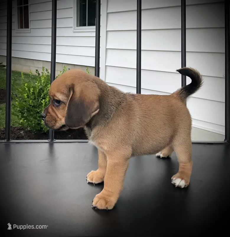 Shane – Puggle puppy for sale in Baltic, OH