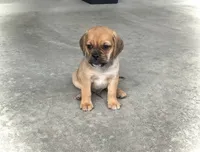 Henry , a male Puggle for sale in Baltic, OH – 3 of 7