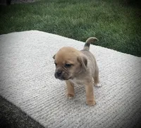 Sasha , a female Puggle for sale in Baltic, OH – 2 of 6