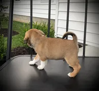 Sawyer , a male Puggle for sale in Baltic, OH – 3 of 5
