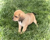 Hoover, a male Puggle for sale in Baltic, OH – 6 of 8