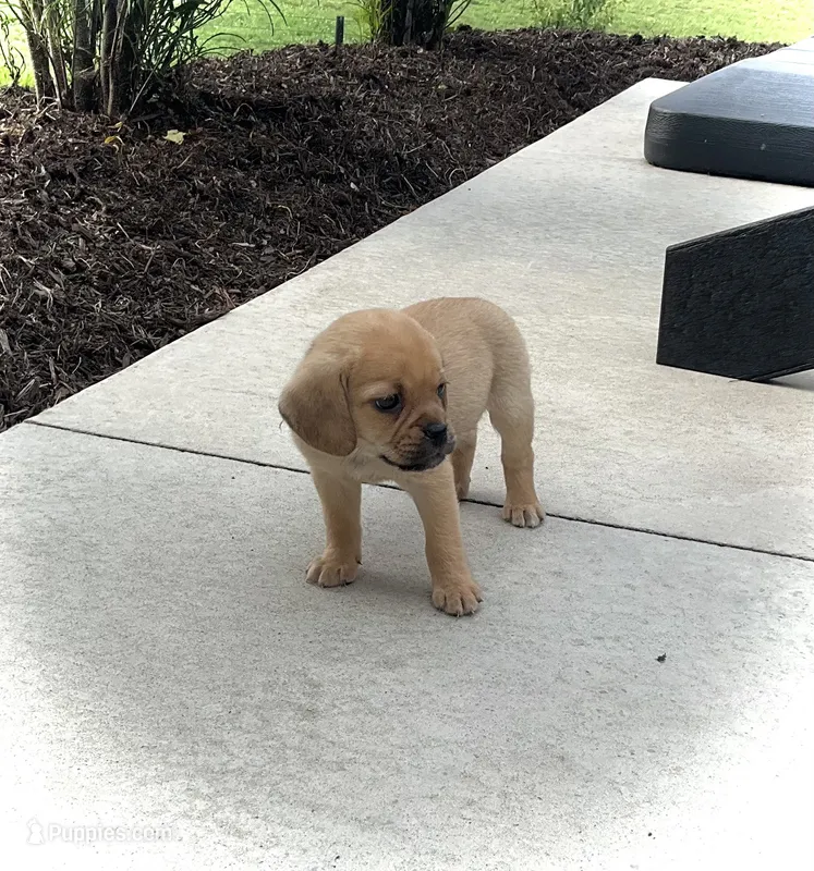 Haley – Puggle puppy for sale in Baltic, OH