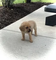 Haley, a female Puggle for sale in Baltic, OH – 4 of 6