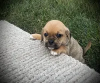 Shiloh, a male Puggle for sale in Baltic, OH – 3 of 6