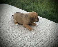 Scarlet , a female Puggle for sale in Baltic, OH – 5 of 6