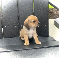 Hoover, a male Puggle for sale in Baltic, OH – 5 of 8