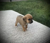 Scarlet , a female Puggle for sale in Baltic, OH – 2 of 6