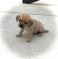Haley, a female Puggle for sale in Baltic, OH – 3 of 6