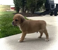 Hugo, a male Puggle for sale in Baltic, OH – 5 of 8