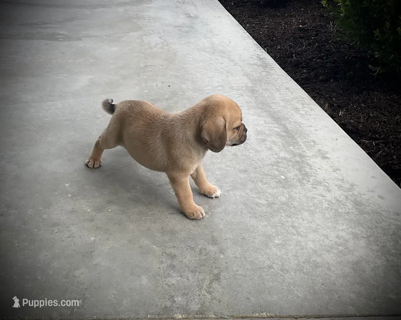 Hazel – Puggle puppy for sale in Baltic, OH