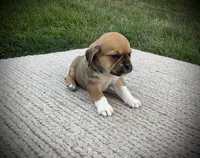 Sawyer, a male Puggle for sale in Baltic, OH – 3 of 6
