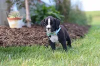Lance, a male Boxer for sale in Baltic, OH – 3 of 10