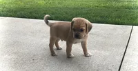 Hugo, a male Puggle for sale in Baltic, OH – 6 of 8