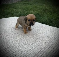 Shane, a male Puggle for sale in Baltic, OH – 3 of 6