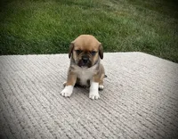 Sawyer, a male Puggle for sale in Baltic, OH – 5 of 6