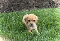 Hugo, a male Puggle for sale in Baltic, OH – 2 of 8