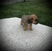 Shane, a male Puggle for sale in Baltic, OH – 4 of 6