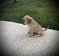 Sasha , a female Puggle for sale in Baltic, OH – 5 of 6