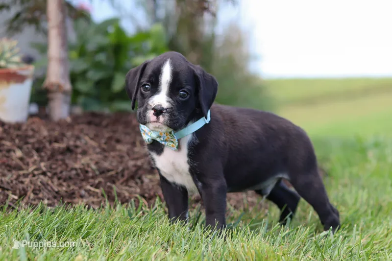 Lance – Boxer puppy for sale in Baltic, OH