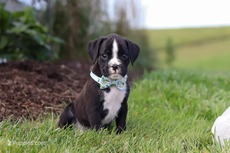 Lance – Boxer puppy for sale in Baltic, OH