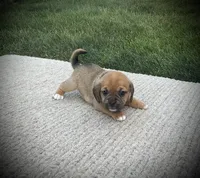 Sophia , a female Puggle for sale in Baltic, OH – 3 of 6