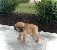 Henry , a male Puggle for sale in Baltic, OH – 4 of 7