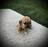 Shiloh, a male Puggle for sale in Baltic, OH – 5 of 6