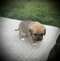 Scout , a male Puggle for sale in Baltic, OH – 3 of 6