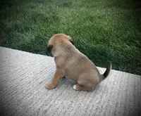Stella, a female Puggle for sale in Baltic, OH – 4 of 5