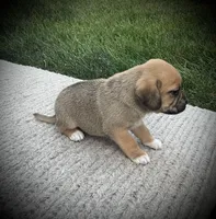 Scout , a male Puggle for sale in Baltic, OH – 4 of 6