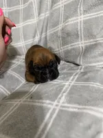 Minnie, a female Boxer for sale in Moorefield, WV – 3 of 3