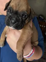 Minnie, a female Boxer for sale in Moorefield, WV – 2 of 3