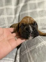 Green, a male Boxer for sale in Moorefield, WV – 3 of 3