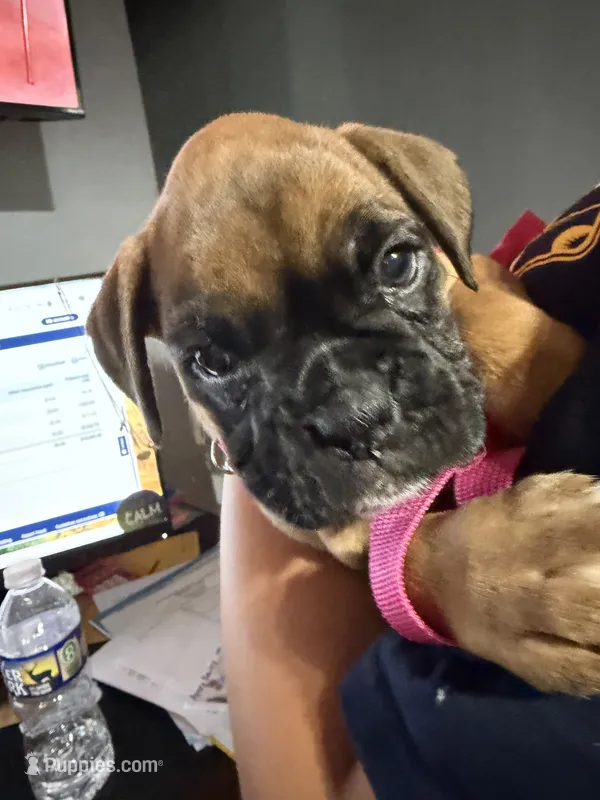 Minnie – Boxer puppy for sale in Moorefield, WV