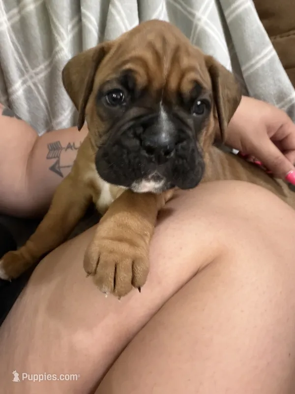 Green – Boxer puppy for sale in Moorefield, WV
