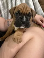 Green, a male Boxer for sale in Moorefield, WV – 1 of 3