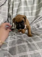 Green, a male Boxer for sale in Moorefield, WV – 2 of 3