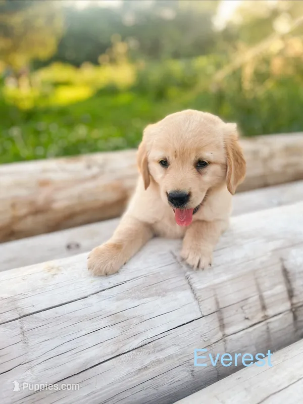 Everest – Golden Retriever puppy for sale in Congerville, IL