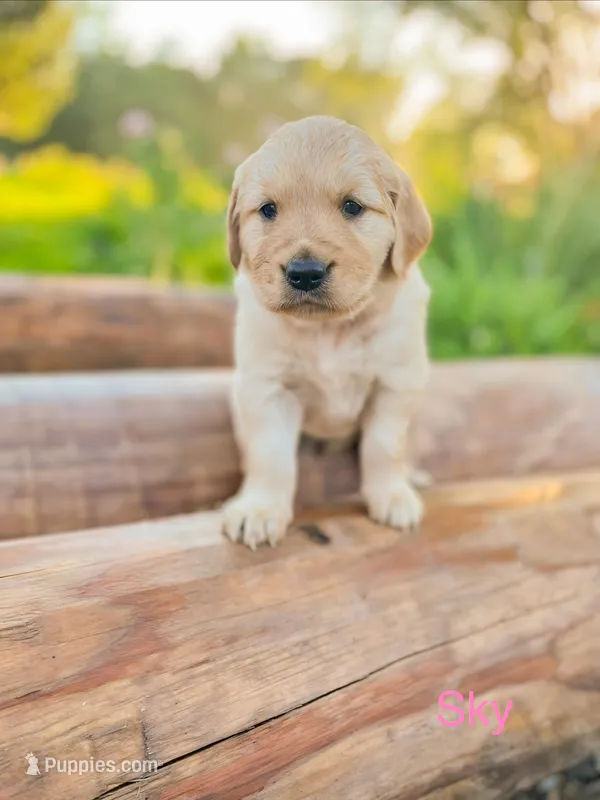 Sky – Golden Retriever puppy for sale in Congerville, IL