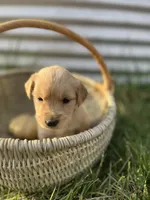 Iris, a female Golden Retriever for sale in Congerville, IL – 3 of 3