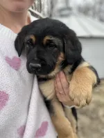 Chunky Monkey, a male German Shepherd Dog and Golden Retriever for sale in Congerville, IL – Photo 2 of 3