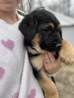 Chunky Monkey, a male German Shepherd Dog and Golden Retriever for sale in Congerville, IL – Photo 3 of 3