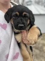 Chunky Monkey, a male German Shepherd Dog and Golden Retriever for sale in Congerville, IL – Photo 1 of 3