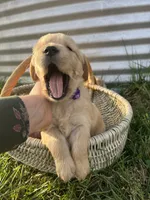 Lady, a female Golden Retriever for sale in Congerville, IL – 3 of 3